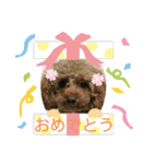 トイプーぷりんの日常言葉（個別スタンプ：8）