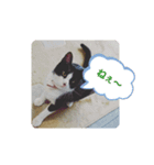 ねこねこね2（個別スタンプ：1）
