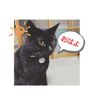 ねこねこね2（個別スタンプ：2）