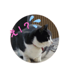 ねこねこね2（個別スタンプ：3）