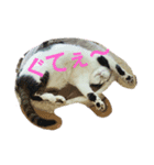 ねこねこね2（個別スタンプ：5）