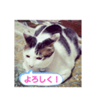 ねこねこね2（個別スタンプ：6）