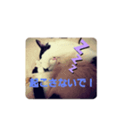 ねこねこね2（個別スタンプ：8）