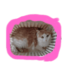 みんゆず（個別スタンプ：2）
