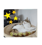 平和なりんりん3（個別スタンプ：1）