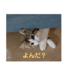 平和なりんりん3（個別スタンプ：4）