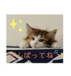 平和なりんりん3（個別スタンプ：6）