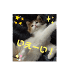 平和なりんりん3（個別スタンプ：17）