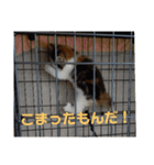 平和なりんりん3（個別スタンプ：19）