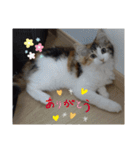 平和なりんりん3（個別スタンプ：25）