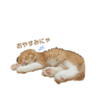 わが家のちゃすけ君（個別スタンプ：8）