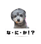 ぽっちゃんとゆきとふうた（個別スタンプ：5）