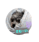 ぽっちゃんとゆきとふうた（個別スタンプ：9）