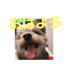 ぽっちゃんとゆきとふうた（個別スタンプ：11）