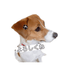 ジャックラッセルテリア✩.*˚ユキ（個別スタンプ：4）
