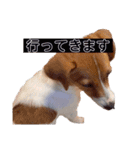 ジャックラッセルテリア✩.*˚ユキ（個別スタンプ：7）