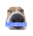 ジャックラッセルテリア✩.*˚ユキ（個別スタンプ：9）
