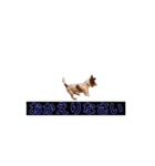 ジャックラッセルテリア✩.*˚ユキ（個別スタンプ：11）