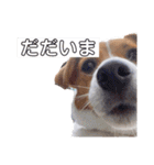 ジャックラッセルテリア✩.*˚ユキ（個別スタンプ：12）