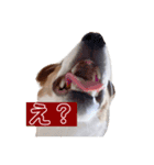 ジャックラッセルテリア✩.*˚ユキ（個別スタンプ：13）