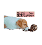 ジャックラッセルテリア✩.*˚ユキ（個別スタンプ：14）