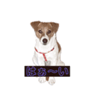 ジャックラッセルテリア✩.*˚ユキ（個別スタンプ：16）