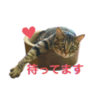 ねこししょう2（個別スタンプ：1）