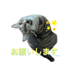 ねこししょう2（個別スタンプ：3）