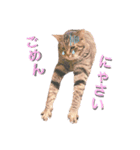 ねこししょう2（個別スタンプ：4）