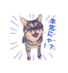 ねこししょう2（個別スタンプ：5）