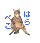 ねこししょう2（個別スタンプ：6）