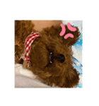 プードルフジの毎日(英語)（個別スタンプ：6）
