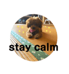 プードルフジの毎日(英語)（個別スタンプ：15）