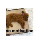 プードルフジの毎日(英語)（個別スタンプ：16）