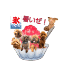 トイプー大好き癒しの部屋記念スタンプ3（個別スタンプ：7）