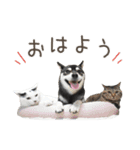 黒柴みわのLINEスタンプ（個別スタンプ：1）