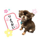 藤本家のわんこたち（個別スタンプ：3）
