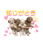 藤本家のわんこたち（個別スタンプ：4）
