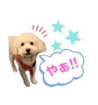 藤本家のわんこたち（個別スタンプ：9）