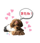 藤本家のわんこたち（個別スタンプ：13）