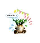 陶器製植物「パキポンタンファミリー」（個別スタンプ：6）