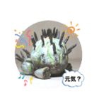 陶器製植物「パキポンタンファミリー」（個別スタンプ：10）