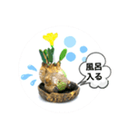 陶器製植物「パキポンタンファミリー」（個別スタンプ：12）