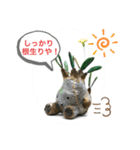 陶器製植物「パキポンタンファミリー」（個別スタンプ：15）