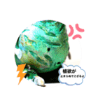 陶器製植物「パキポンタンファミリー」（個別スタンプ：16）