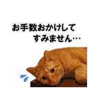 もふもふ茶トラ猫（個別スタンプ：1）