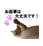 もふもふ茶トラ猫（個別スタンプ：2）