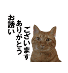 もふもふ茶トラ猫（個別スタンプ：3）