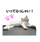 もふもふ茶トラ猫（個別スタンプ：4）