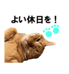 もふもふ茶トラ猫（個別スタンプ：5）